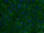 CRP Antibody in Immunohistochemistry (PFA fixed) (IHC (PFA))