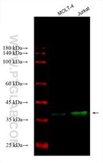CD1d Antibody in Western Blot (WB)