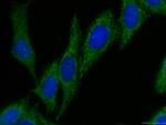 PAI-1 Antibody in Immunocytochemistry (ICC/IF)