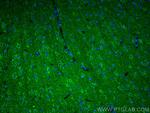 KGA Antibody in Immunohistochemistry (PFA fixed) (IHC (PFA))