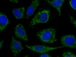 CHCHD2 Antibody in Immunocytochemistry (ICC/IF)