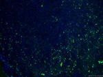 CD27 Antibody in Immunohistochemistry (PFA fixed) (IHC (PFA))