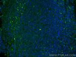 CD27 Antibody in Immunohistochemistry (PFA fixed) (IHC (PFA))