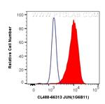 JUN Antibody in Flow Cytometry (Flow)