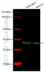 JUN Antibody in Western Blot (WB)