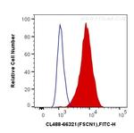 Fascin Antibody in Flow Cytometry (Flow)