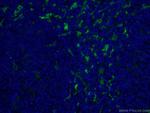 Fascin Antibody in Immunohistochemistry (PFA fixed) (IHC (PFA))