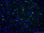 Glutamine synthetase Antibody in Immunohistochemistry (PFA fixed) (IHC (PFA))