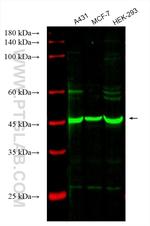 SMYD3 Antibody in Western Blot (WB)