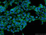 ASNA1 Antibody in Immunocytochemistry (ICC/IF)