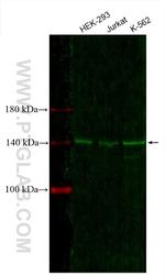 NUP155 Antibody in Western Blot (WB)
