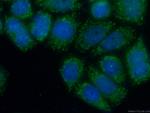 ERp72 Antibody in Immunocytochemistry (ICC/IF)