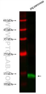 PLA2G1B Antibody in Western Blot (WB)