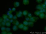 TPRKB Antibody in Immunocytochemistry (ICC/IF)