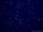 Heavy chain of IgG4 Antibody in Immunohistochemistry (PFA fixed) (IHC (PFA))