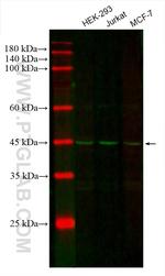 CDC37 Antibody in Western Blot (WB)