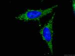 Prohibitin 2 Antibody in Immunocytochemistry (ICC/IF)
