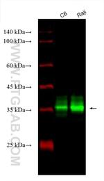 RGS4 Antibody in Western Blot (WB)