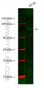Gamma Catenin Antibody in Western Blot (WB)