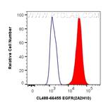 EGFR Antibody in Flow Cytometry (Flow)