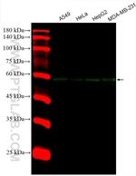 WWTR1 Antibody in Western Blot (WB)