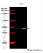 IDO1 Antibody in Western Blot (WB)