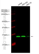 FAF2 Antibody in Western Blot (WB)