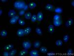 DDX54 Antibody in Immunocytochemistry (ICC/IF)