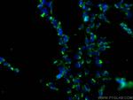 NRBP2 Antibody in Immunocytochemistry (ICC/IF)