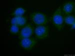 NRBP2 Antibody in Immunocytochemistry (ICC/IF)