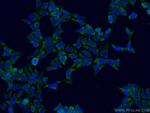 ATG13 Antibody in Immunocytochemistry (ICC/IF)