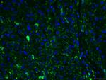 HO-1/HMOX1 Antibody in Immunohistochemistry (PFA fixed) (IHC (PFA))