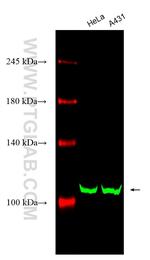 CRM1 Antibody in Western Blot (WB)
