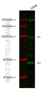 CFP Antibody in Western Blot (WB)