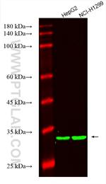 OGT Antibody in Western Blot (WB)