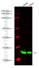JTV1 Antibody in Western Blot (WB)