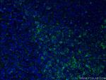 CD8 Antibody in Immunohistochemistry (PFA fixed) (IHC (PFA))
