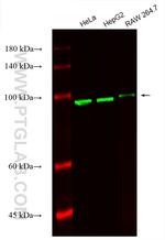 Alpha Actinin Antibody in Western Blot (WB)