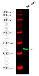 AIM2 Antibody in Western Blot (WB)