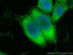 C7 Antibody in Immunocytochemistry (ICC/IF)