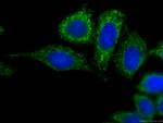 PPARG Antibody in Immunocytochemistry (ICC/IF)