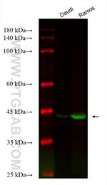 ZFP36 Antibody in Western Blot (WB)