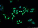 RAG2 Antibody in Immunocytochemistry (ICC/IF)