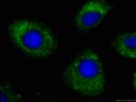 FMO2 Antibody in Immunocytochemistry (ICC/IF)