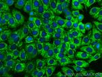 HAI-1 Antibody in Immunocytochemistry (ICC/IF)