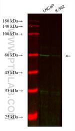 BCAT1 Antibody in Western Blot (WB)