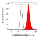 RAP1B Antibody in Flow Cytometry (Flow)