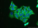 DNAJA1 Antibody in Immunocytochemistry (ICC/IF)