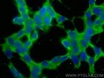 GNA13 Antibody in Immunocytochemistry (ICC/IF)