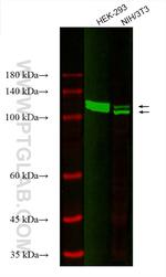 UBE1 Antibody in Western Blot (WB)